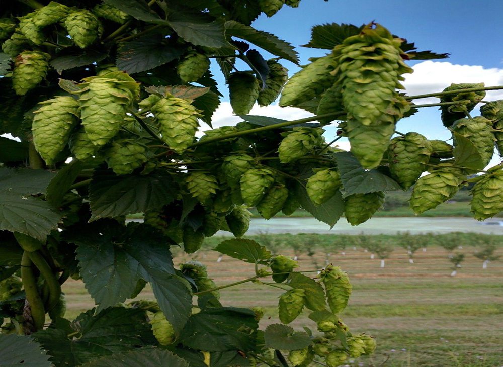 hops for beer brewing